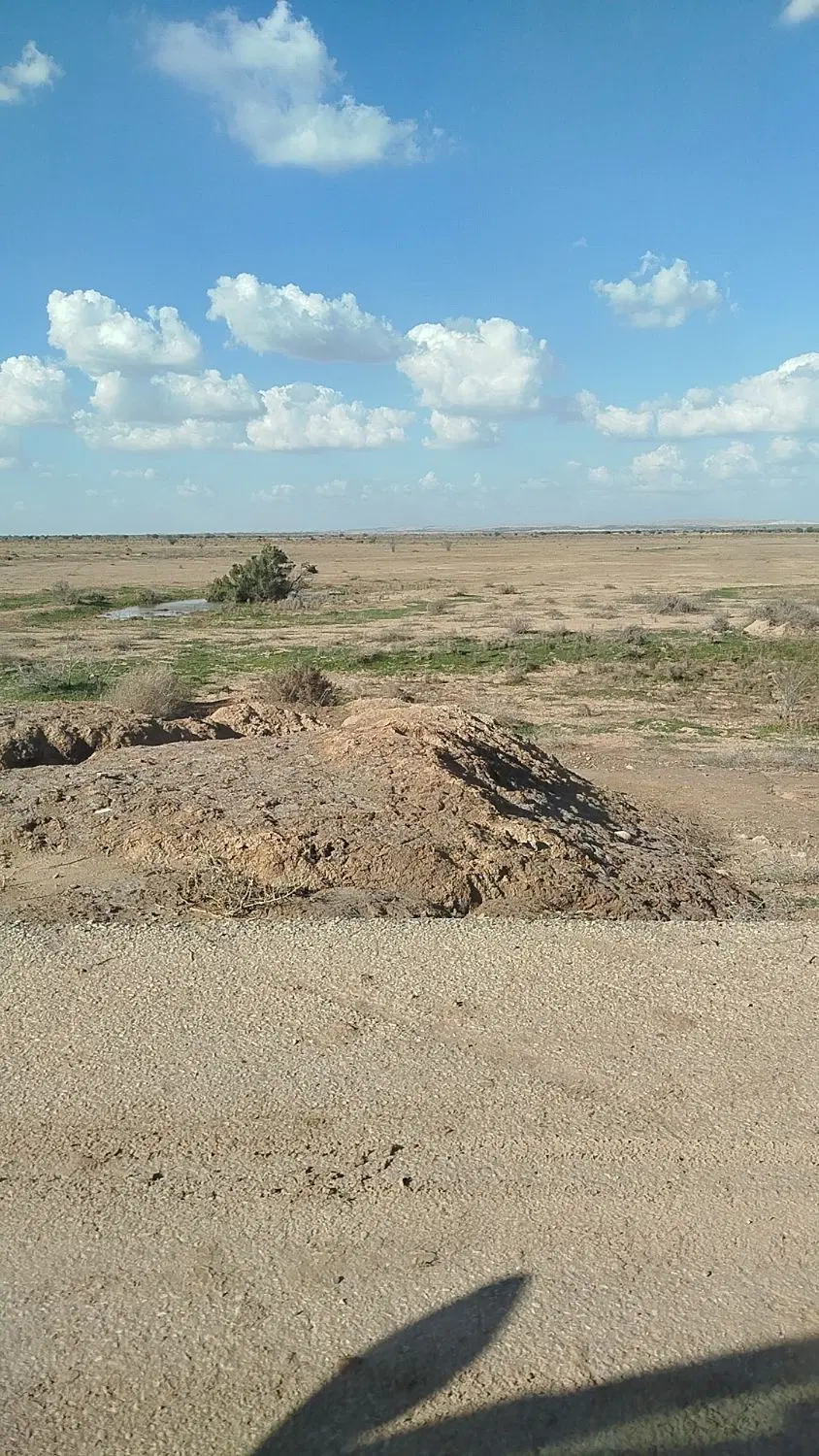 زمین کشاورزی برای کنجد