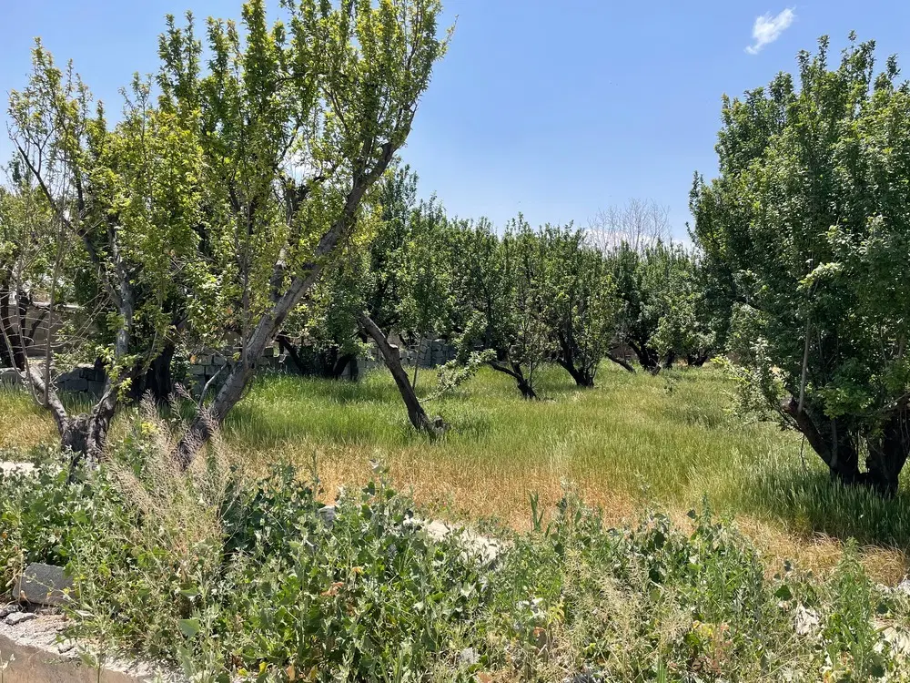 باغچه سند دار ،عرصه اعیان