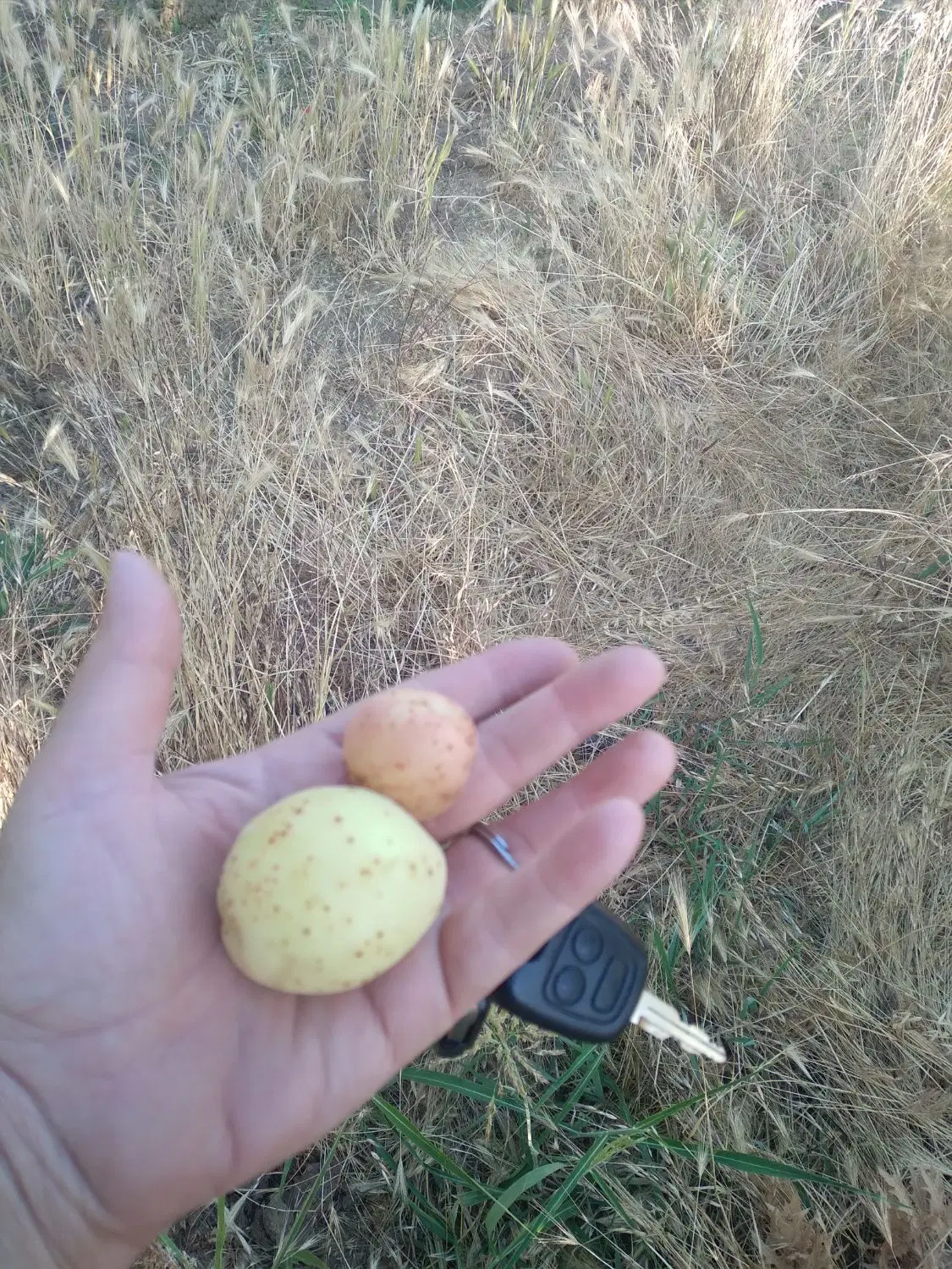 باغ