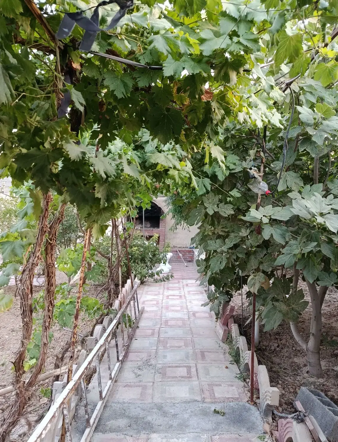 باغچه در ایجدان شاهزاده محمد