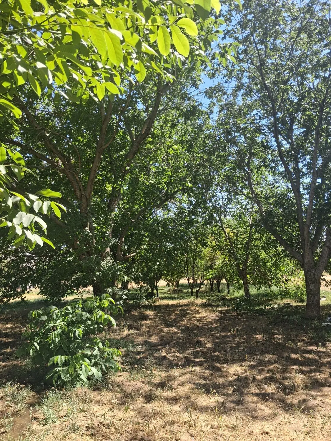 فروش زمین گوار