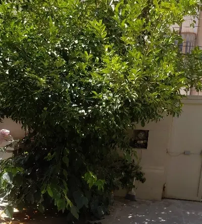 منزل مسکونی