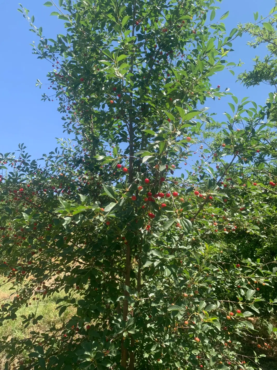 باغ