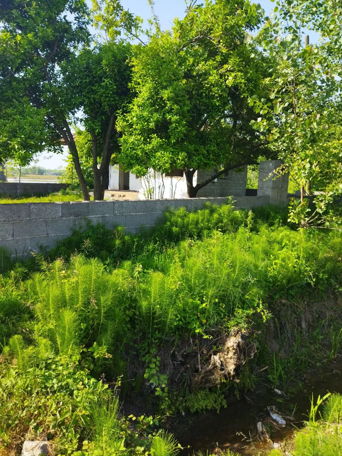 زمین مسکونی
