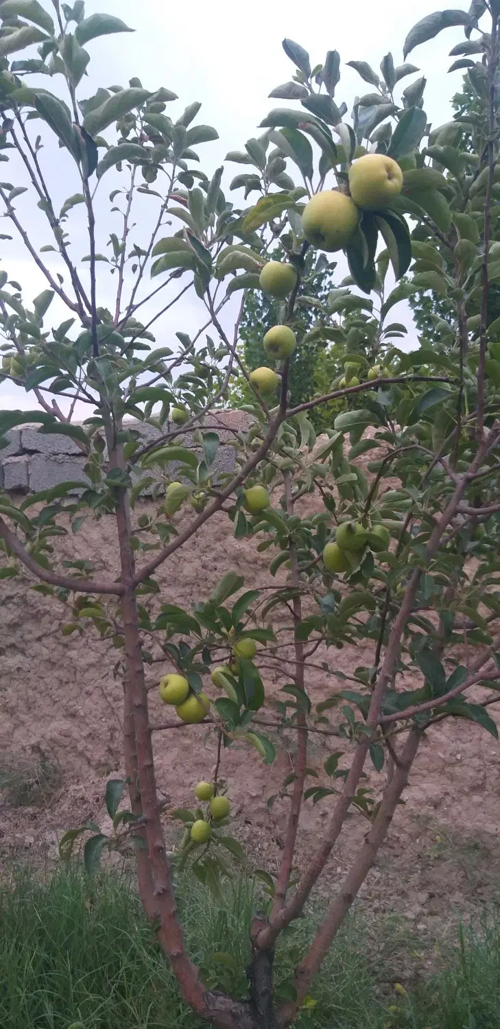 فروش ۱۰۰۰ متر باغ ۴ دیواری