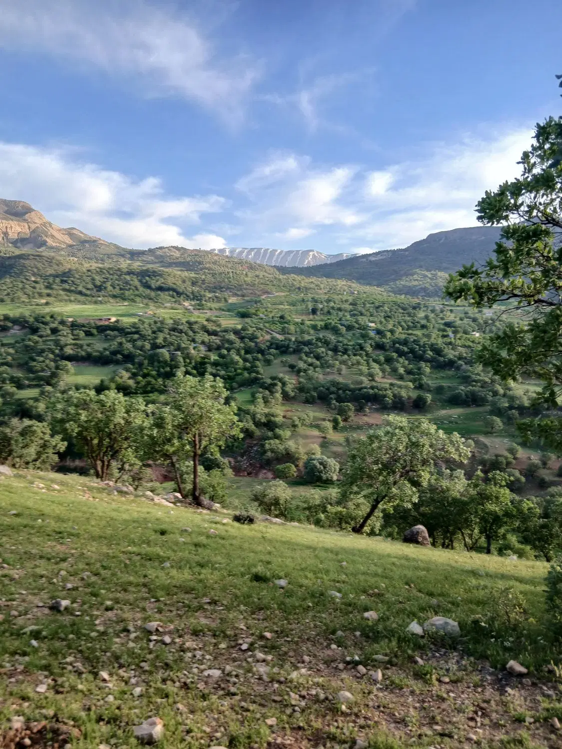 زمین با مجوز پرواربندی گوساله
