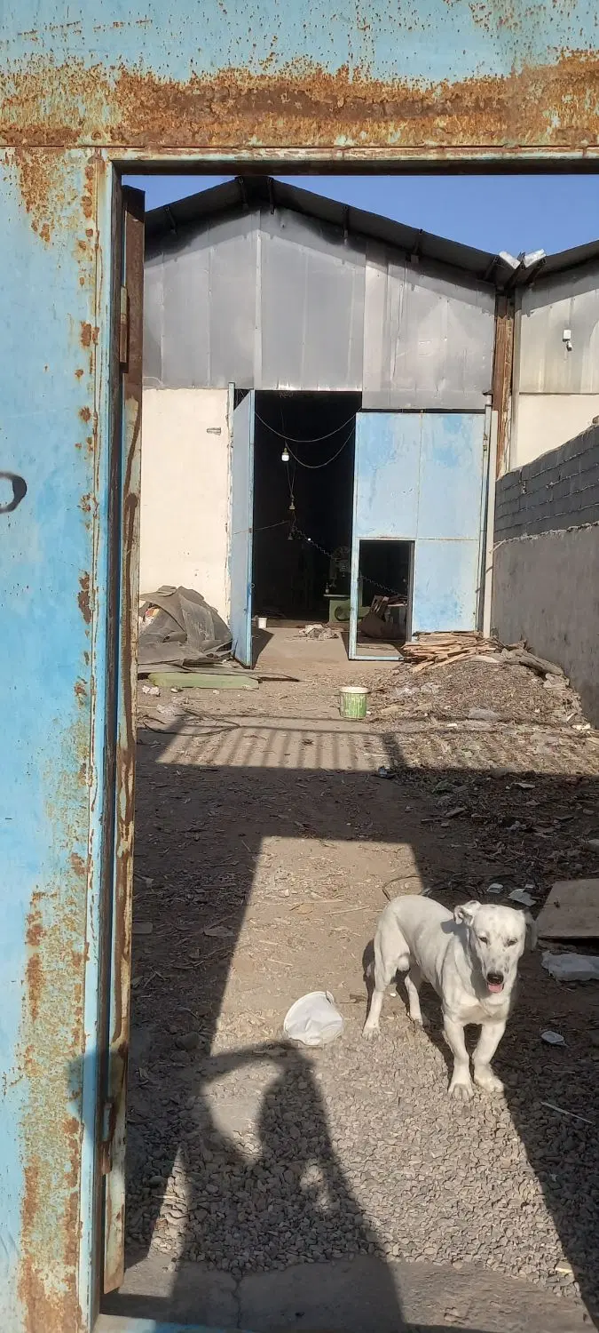 رهن و اجاره کارگاه .سوله.