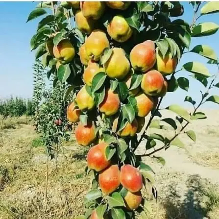 باغچه ۹۵۰ متر تکالو