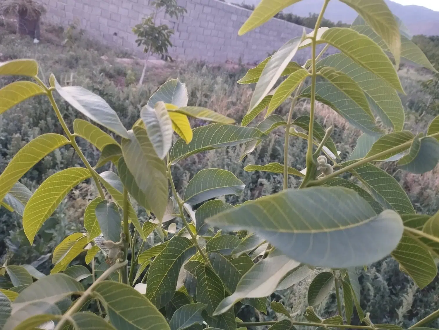 باغچه