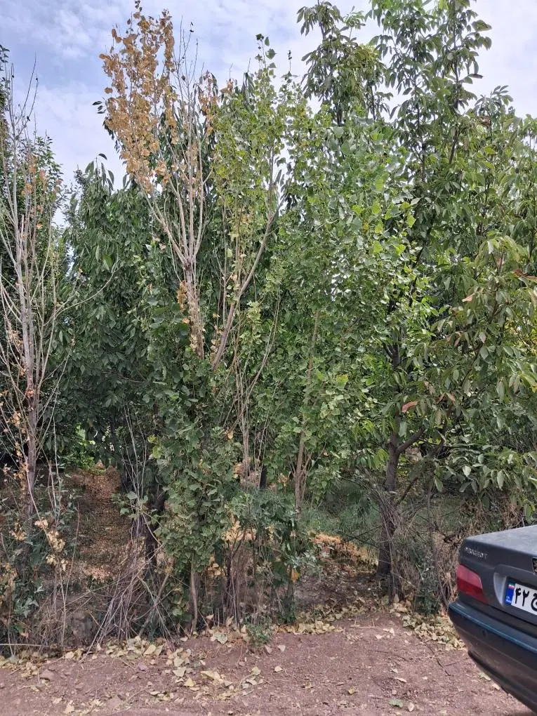 زمین باغی بمب سرمایه گذاری در ماهدشت