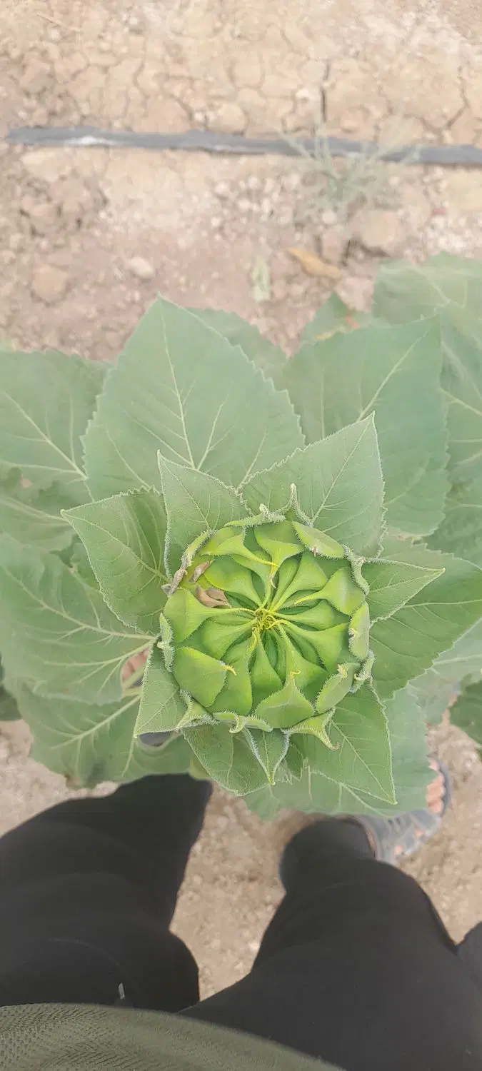 زمین کشاورزی