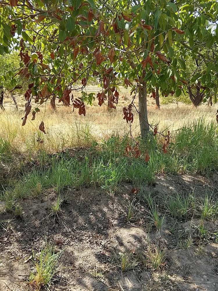 زمین کشاورزی