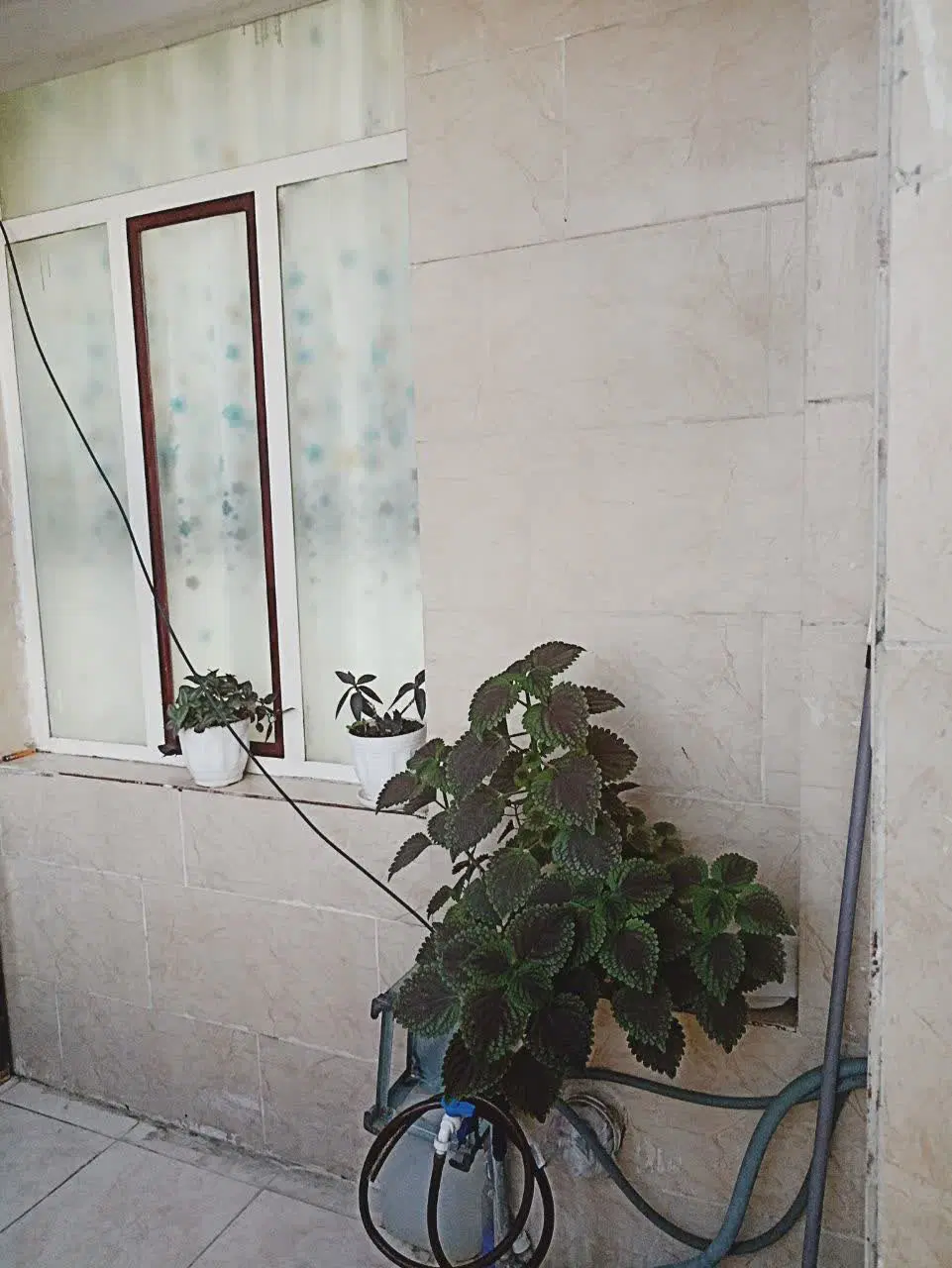 خانه همکف پاچنار اجاره ای