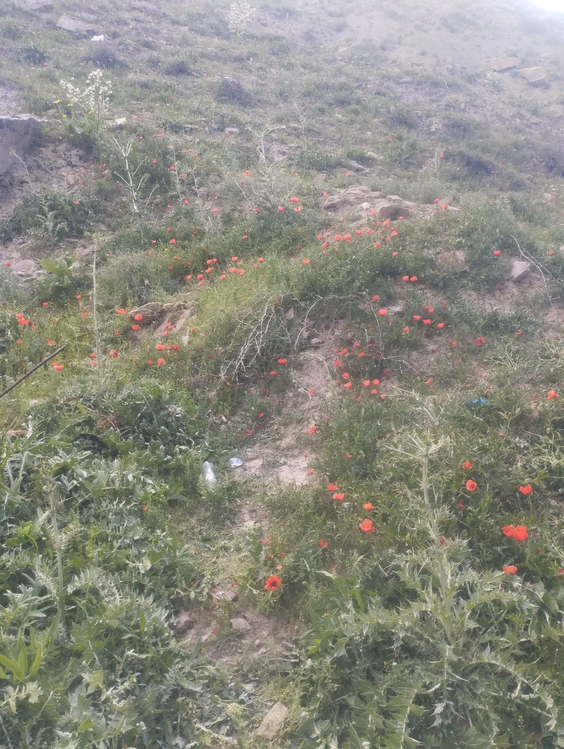 زمین شریعتی جوانان علوی
