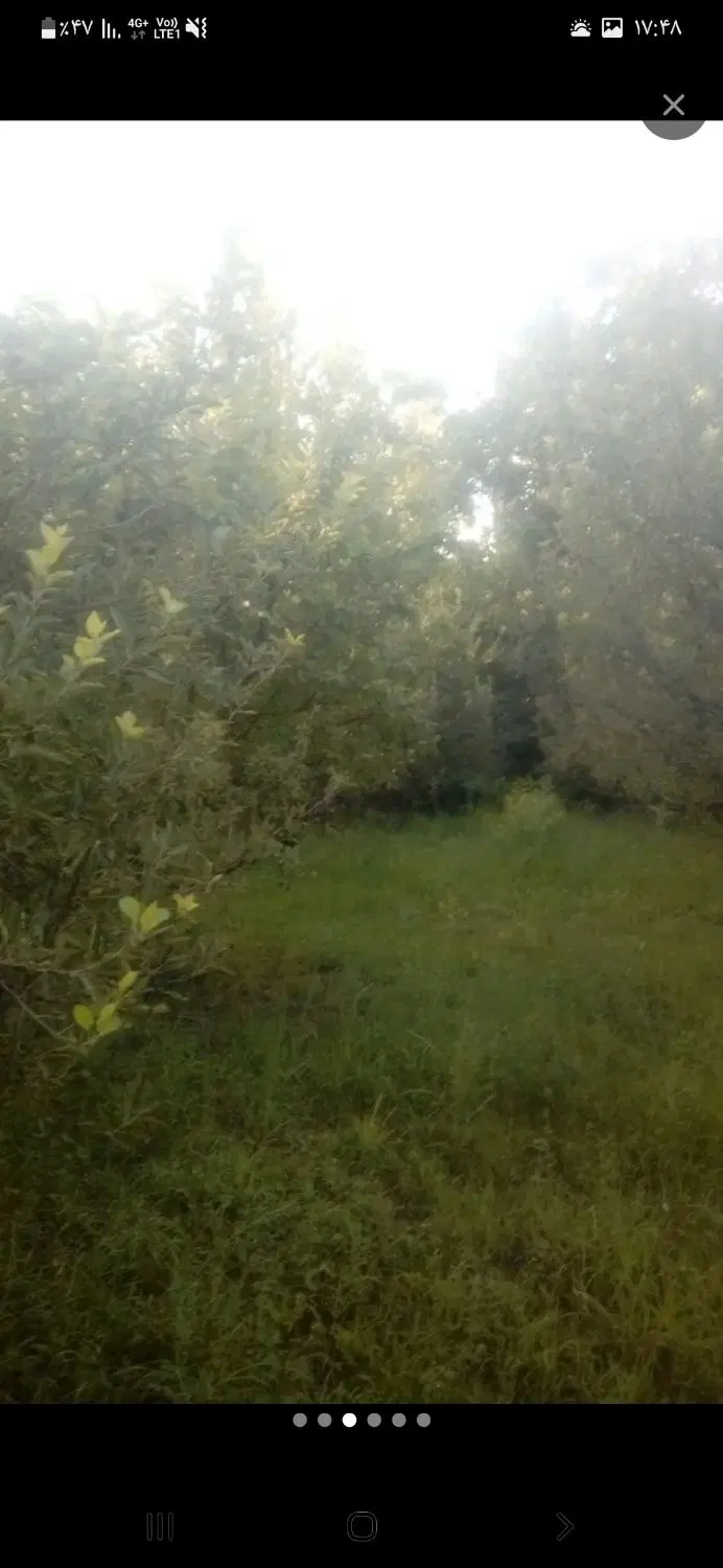 باغ سیب میوهای الوان