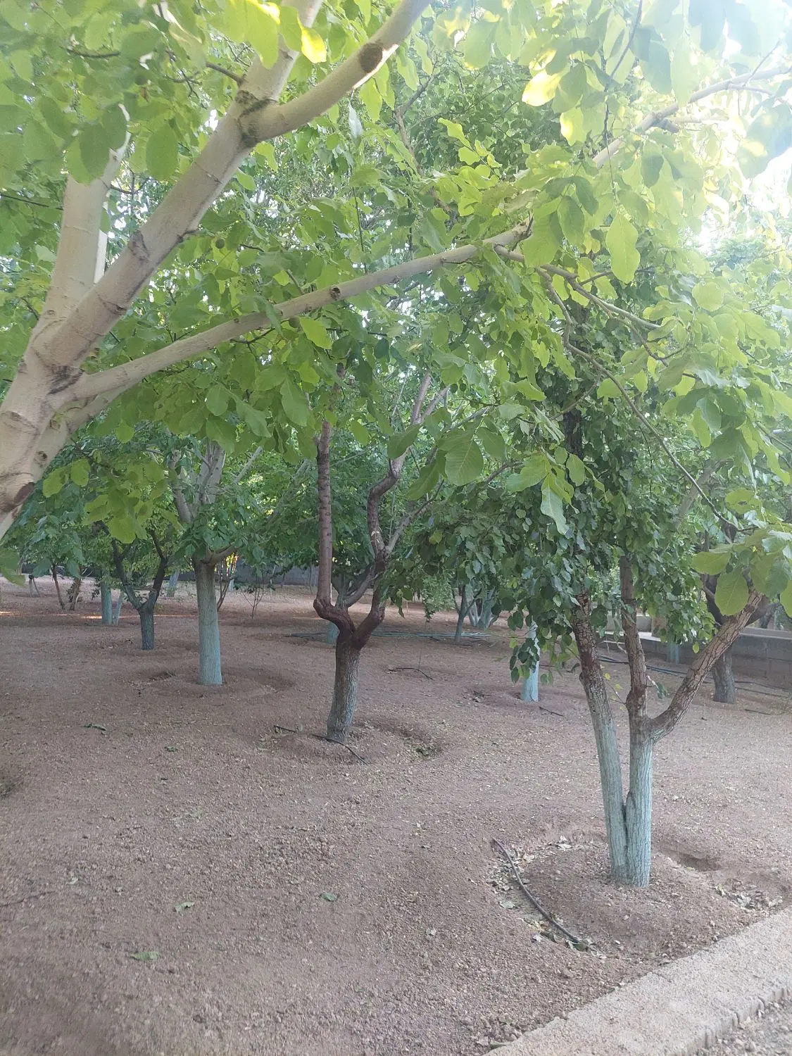 باغشهری 2000 متری با درختان20 ساله گردو در ملوسجان