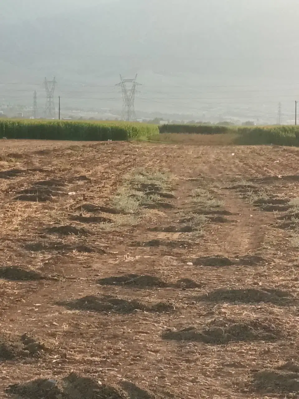 اجاره زمین کشاورزی آبی
