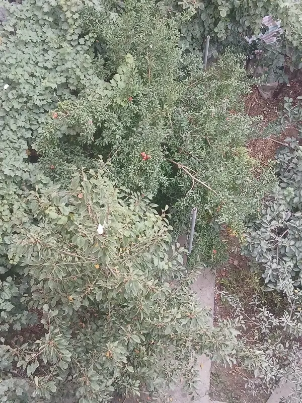 باغ امام زاده آیدنلو