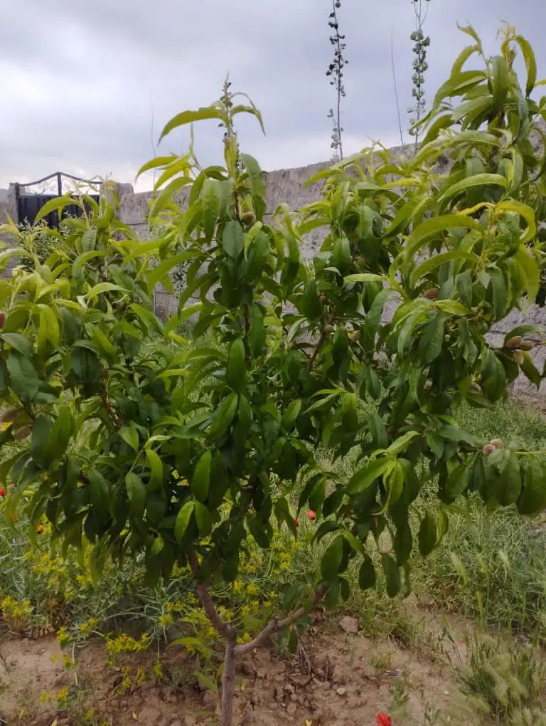 باغ در ورودی روستای گمند