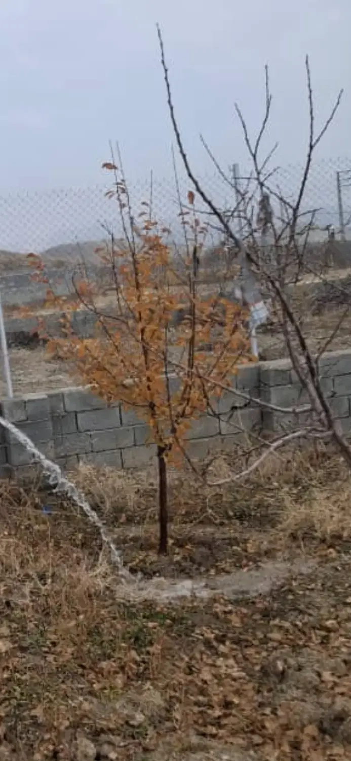 باغ