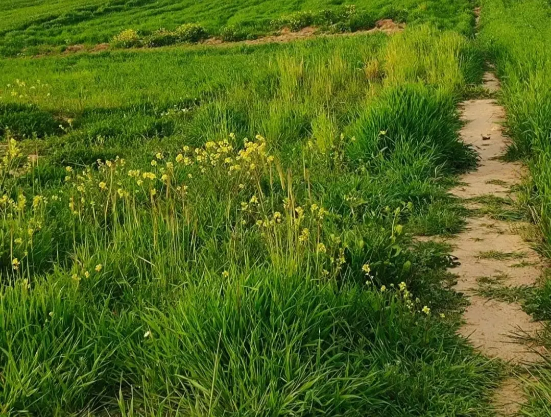 زمین ۲۰۰ متری تازه آباد غربی