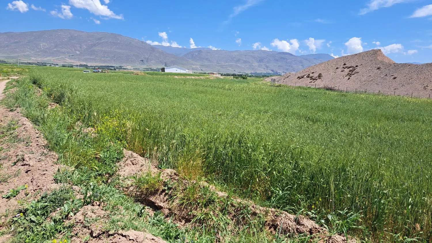 زمین کشاورزی نزدیک روستای کرگان