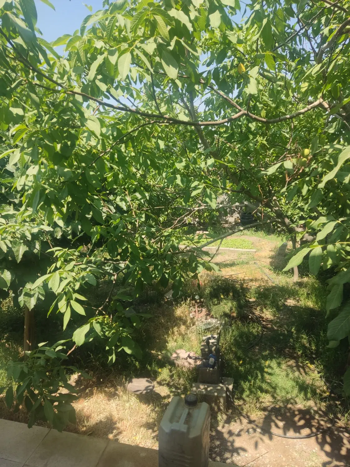 باغ ویلا