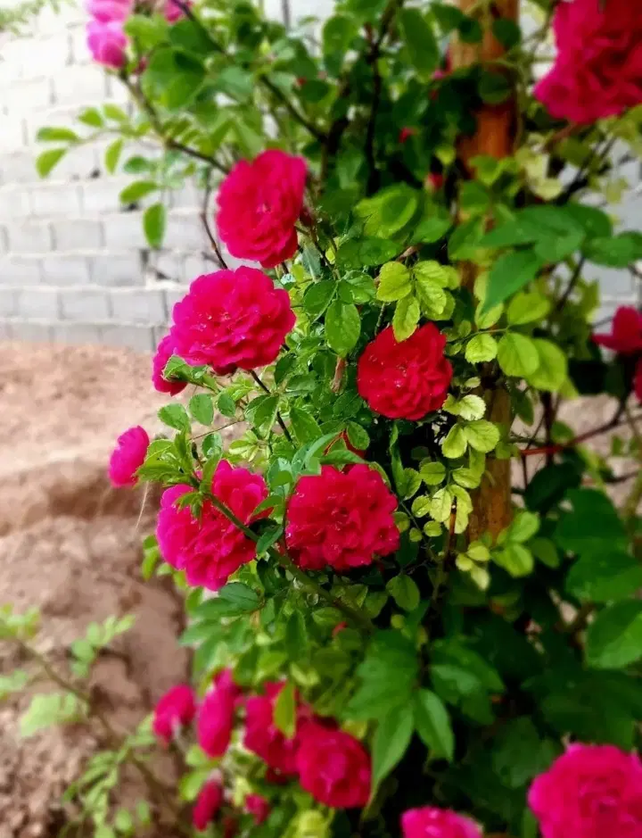 باغشهر شقایق ۱۰۰۰ متر