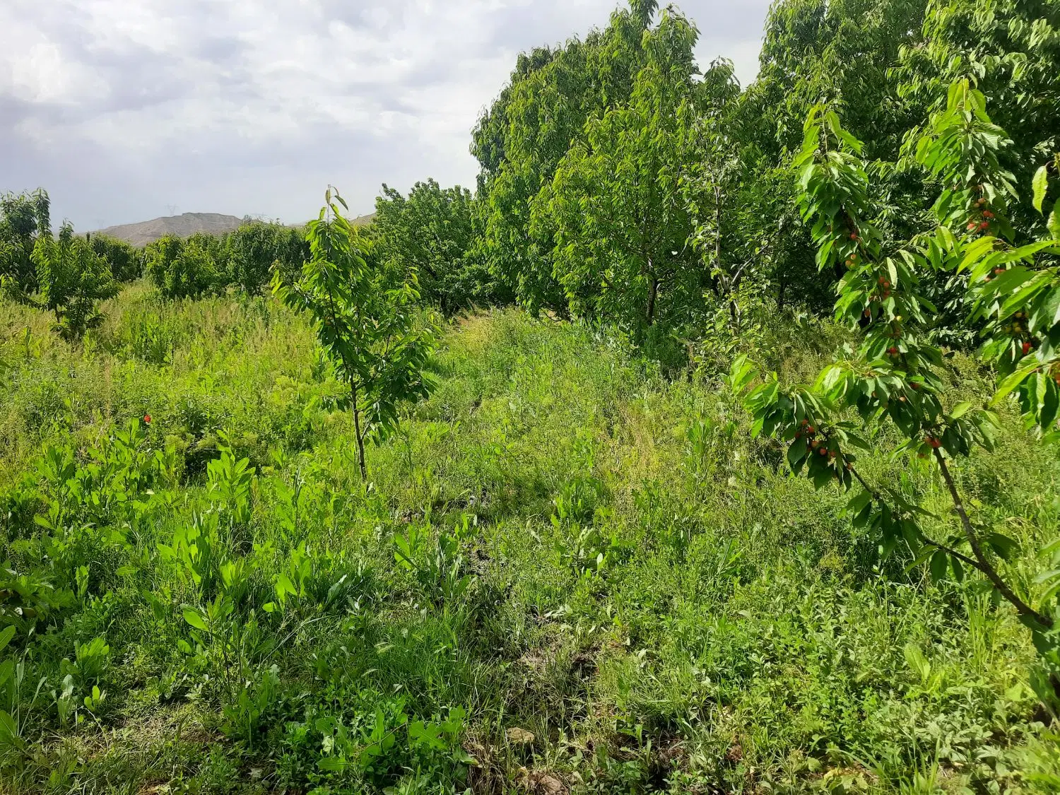 ۸۰۰ متر باغ بهترین موقعیت پرکانلو برای ویلا سازی