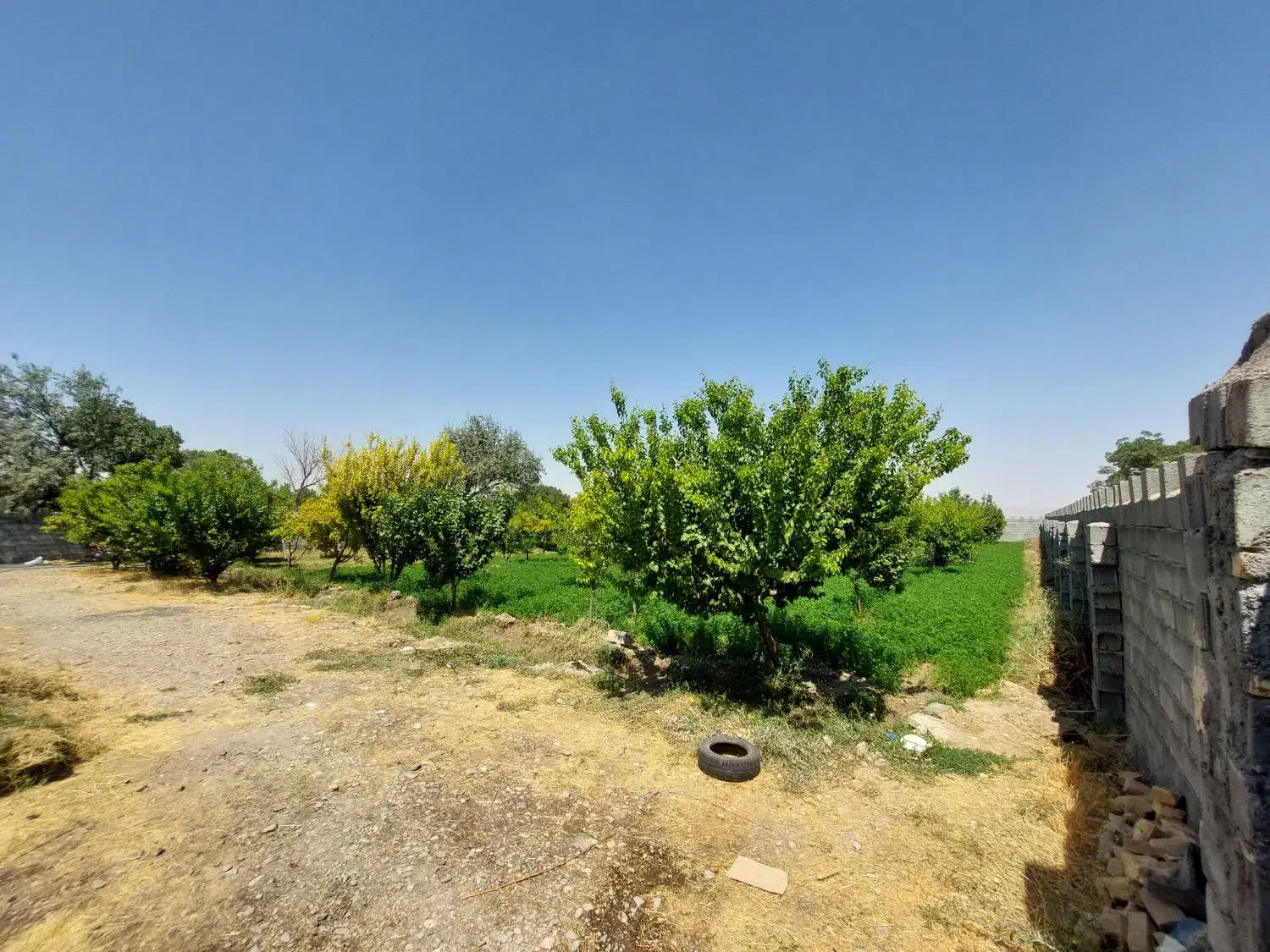 باغ روستای میشیجان داخل طرح