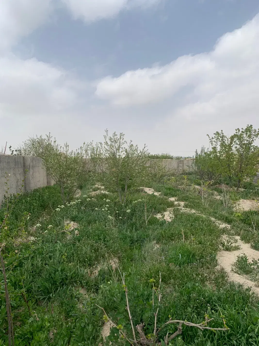 باغ