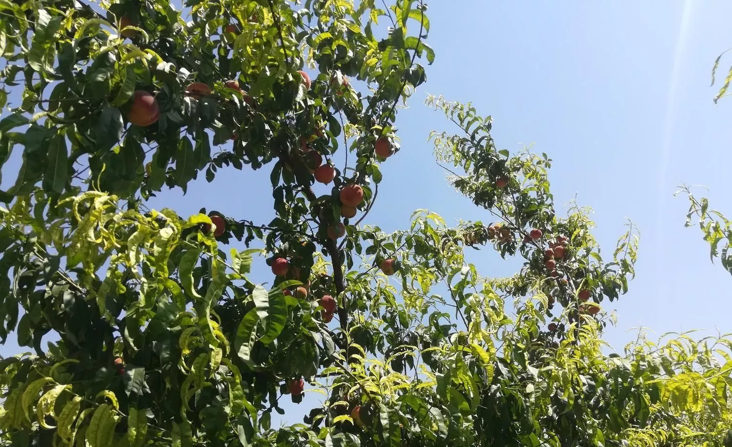 باغ 10 ساله با آب و برق و حصارکشی و نگهبانی24ساعته