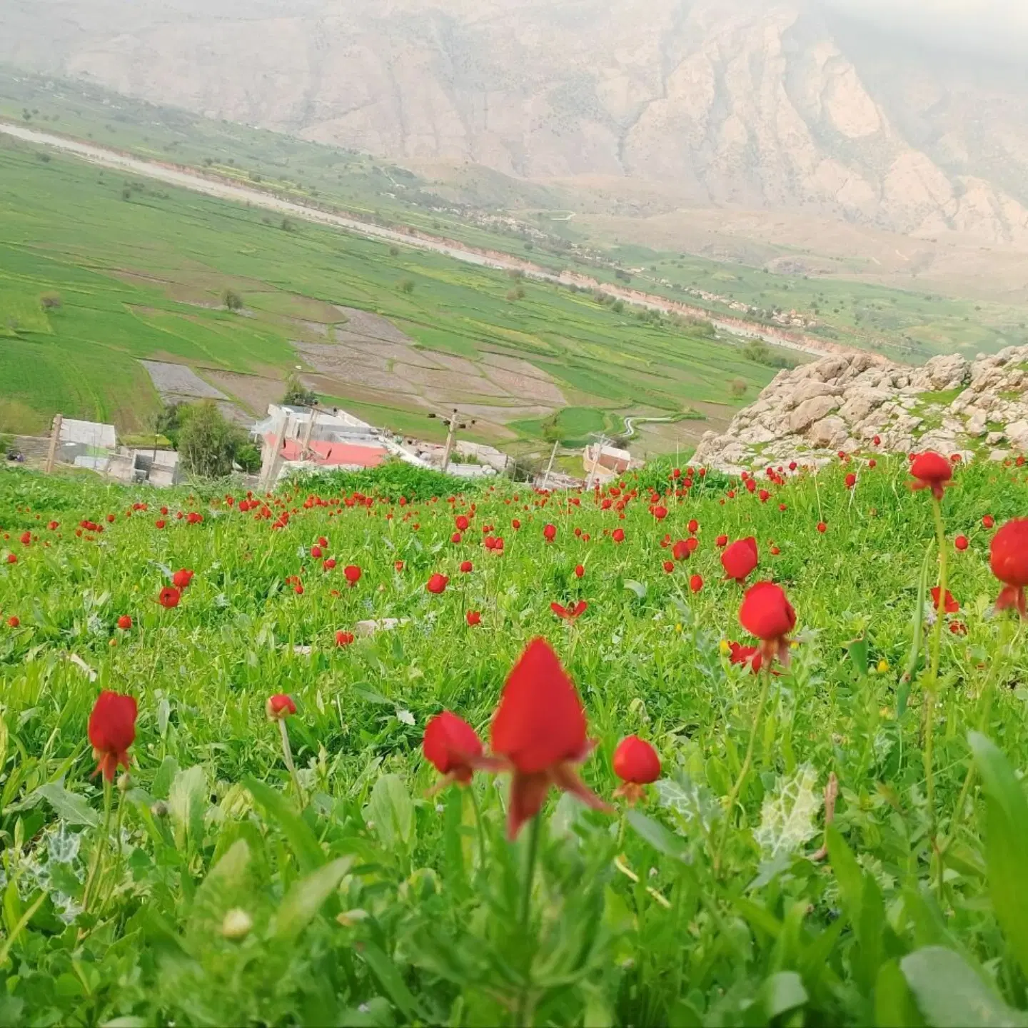 زمین200متری در ویس فازیکم اراضی فدیعمی
