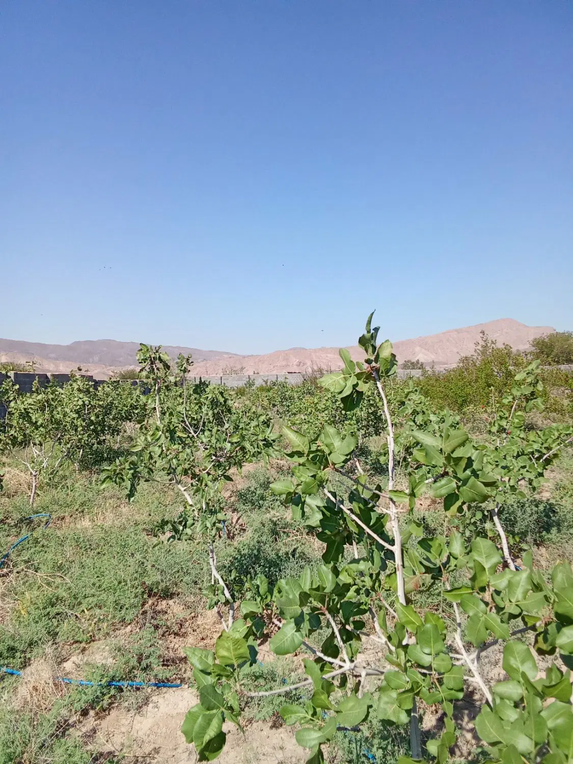 فروش فوری و استثنایی باغ و ویلا درساوه