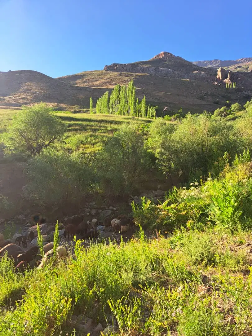یک قطعه زمین قیامدشت