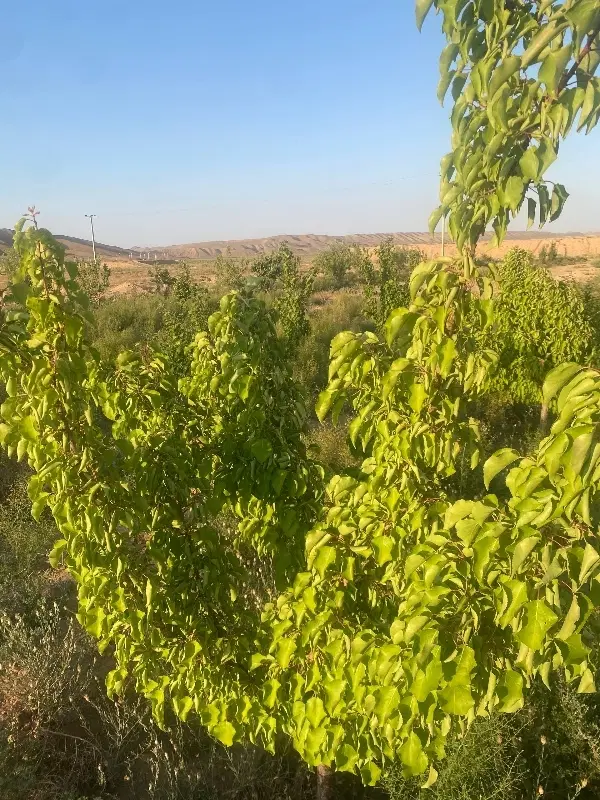 1هزار متر باغ میوه ۴ ساله و 1ساعت آب