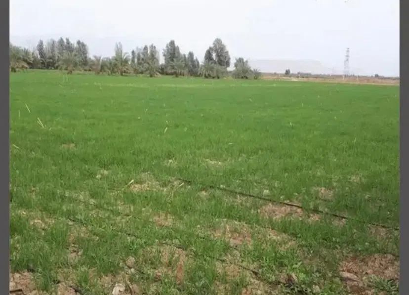 زمین کشاورزی همراه با چاه