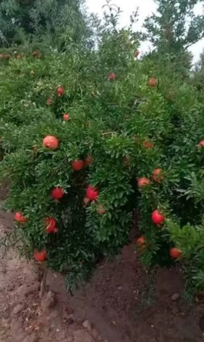 فروش باغ۱۷کیلومتری ساوه.بین سقانلیق ونیوشت