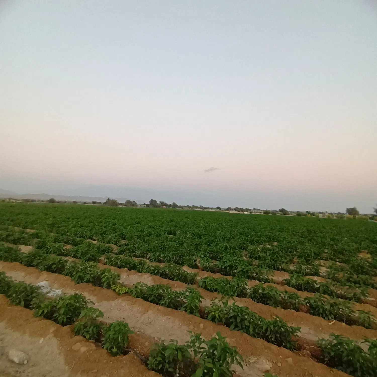 زمین زراعی هزار متر فروشی