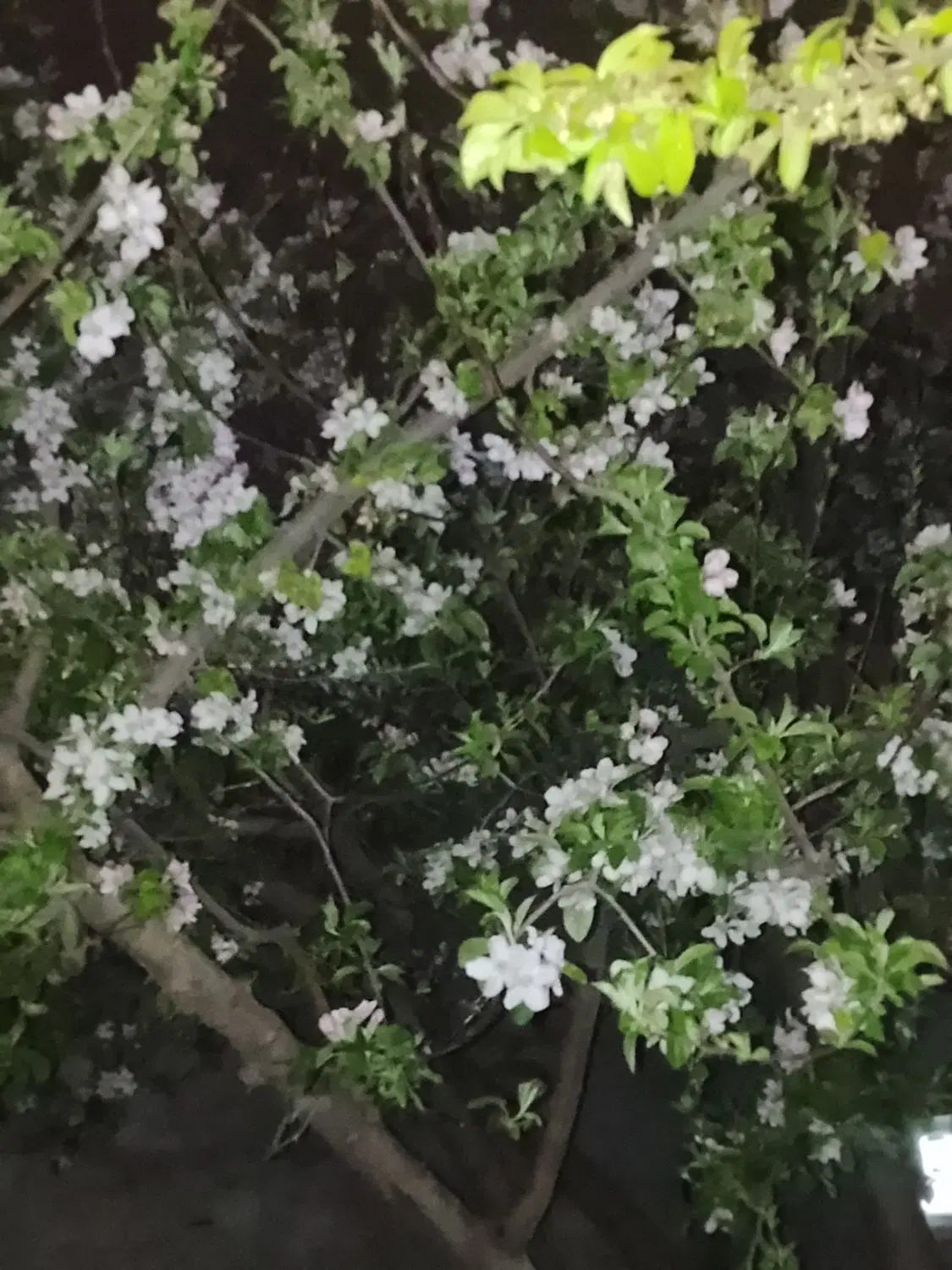 خانه در آخماقیه