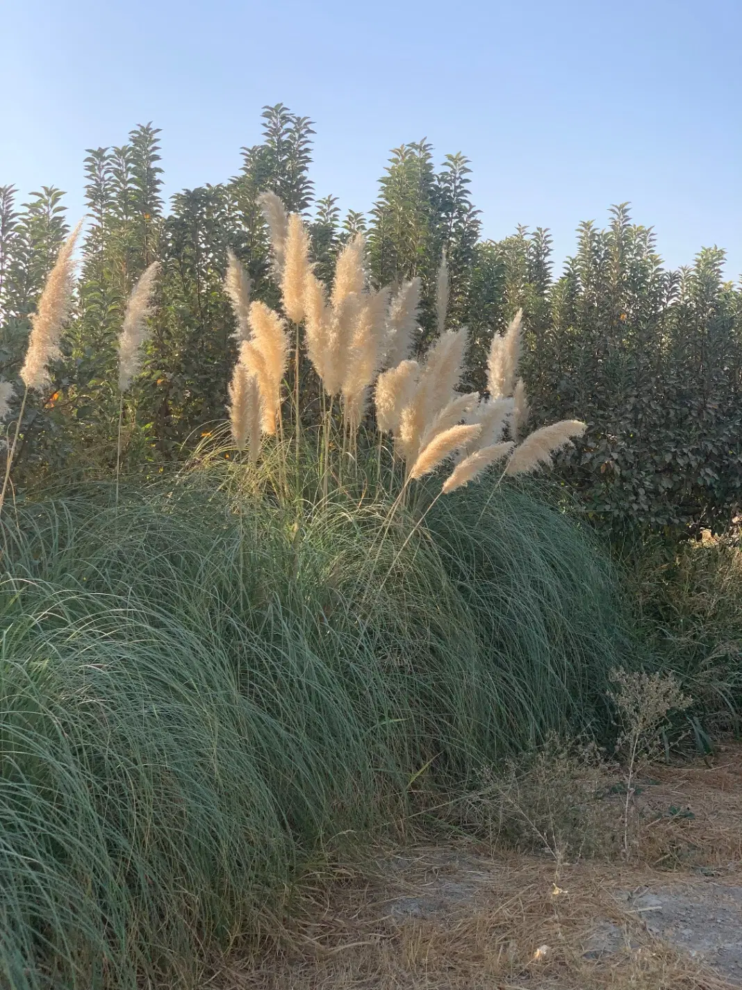 ۵۰۰ متر باغ میوه سند تکبرگ