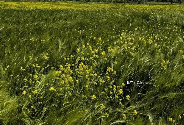 800متر زمین در شهرک صنعتی