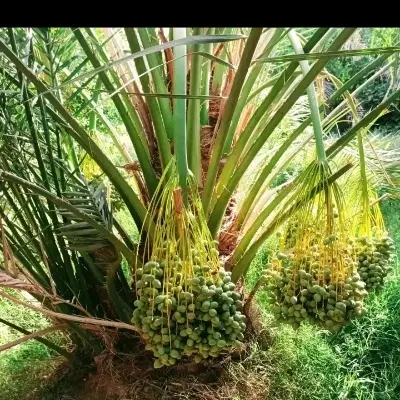 زمین ۴فرزندی