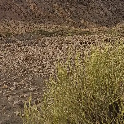 زمین دزک(شهرک هرمزان)