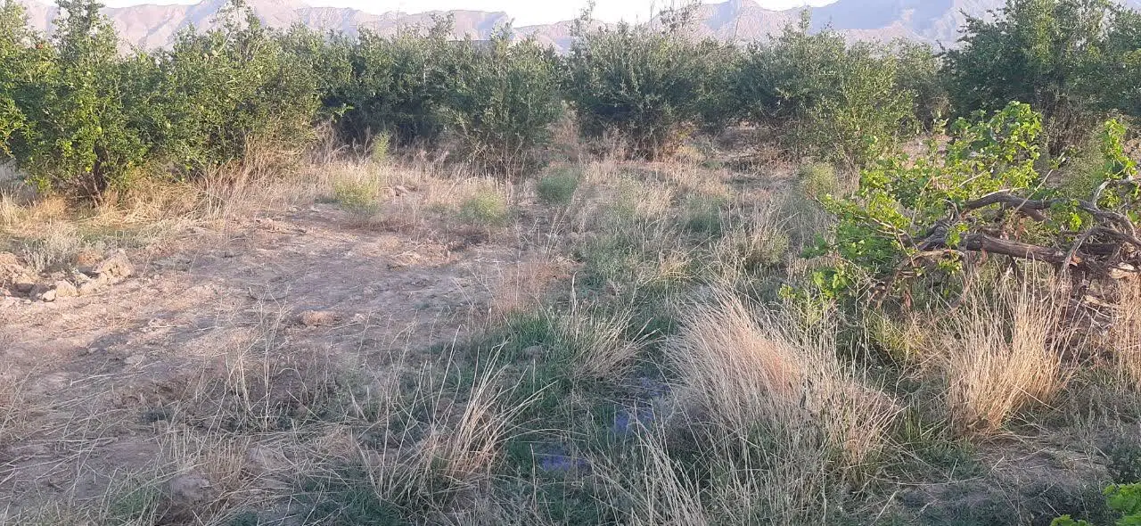 7 هکتار زمین با یک رشته قنات آبدهی دائم