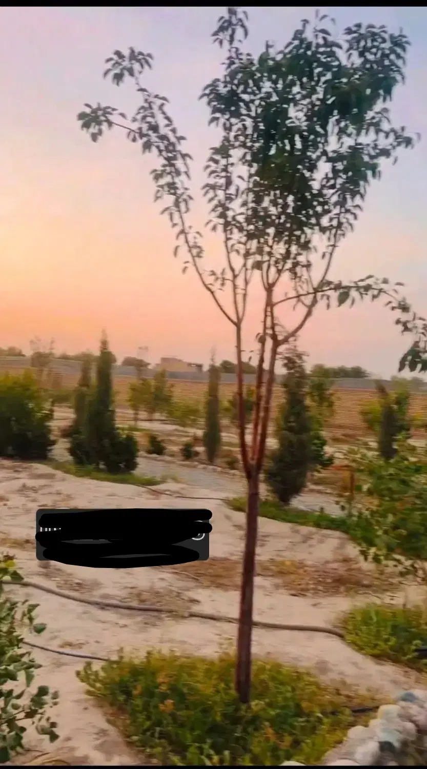 مساحت دو هزار و دویست متر یوسف رضا