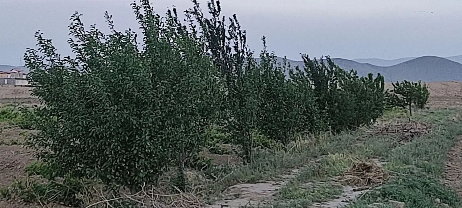 فروش باغ انگوری