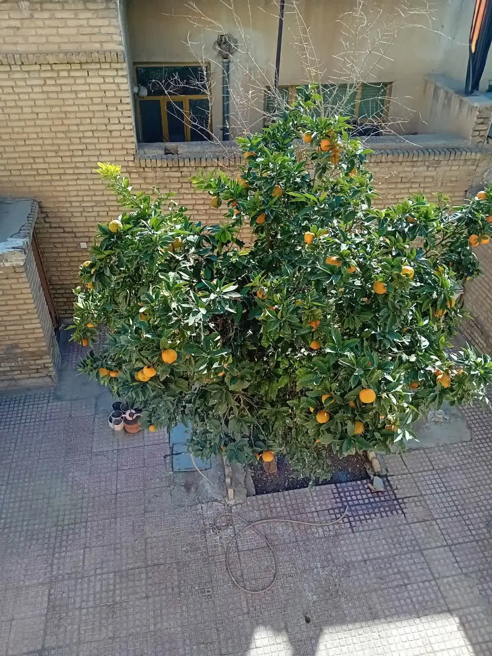 اجاره ویلایی روزانه