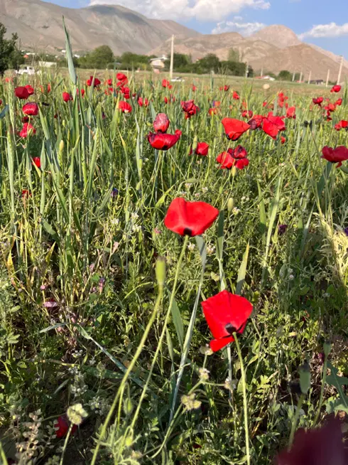 چهاردیواری زردنجان