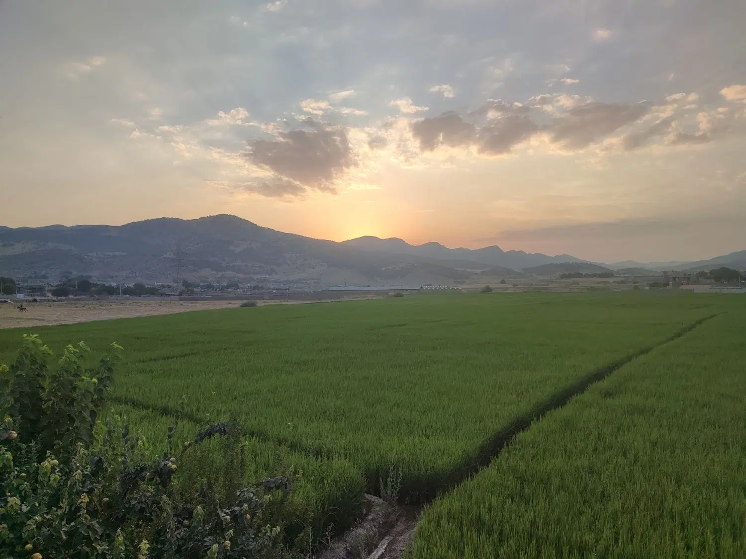 فروش زمین و باغ گنجه ای بزرگ